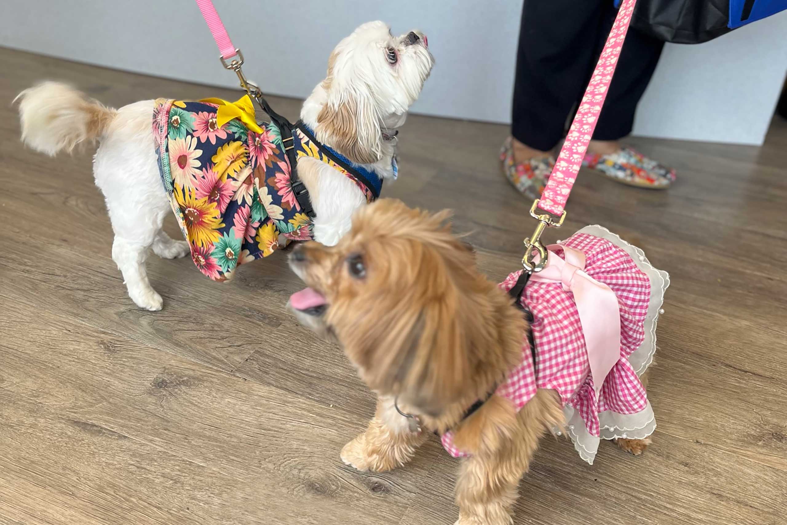 Spooky Fun, Safe Pets: Halloween Tips for Cats and Dogs