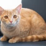Oath Animal Hospital