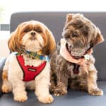 Oath Animal Hospital