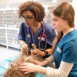 Oath Animal Hospital