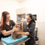 Oath Animal Hospital