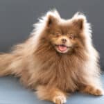 Oath Animal Hospital