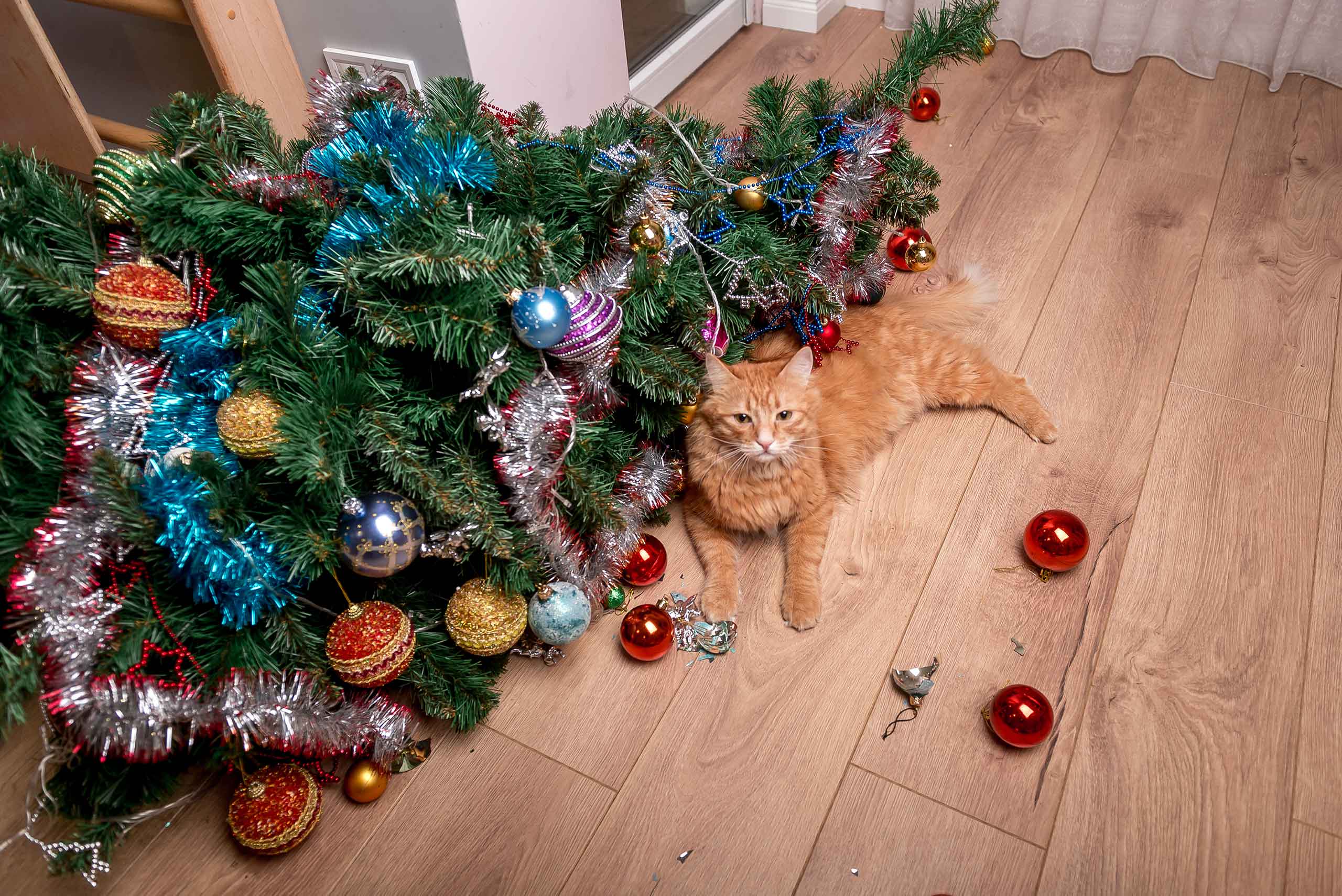 Winter Wonderlands can be Pet Perils