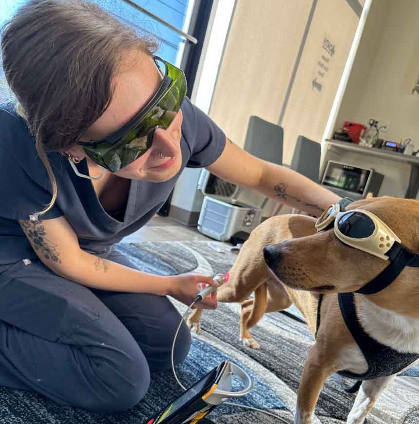Oath Animal Hospital - Laser Therapy
