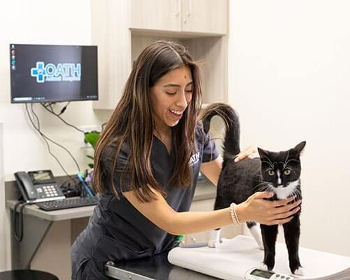 Oath Animal Hospital - Pet Internal Medicine Oath Animal Hospital - Pet Internal Medicine
