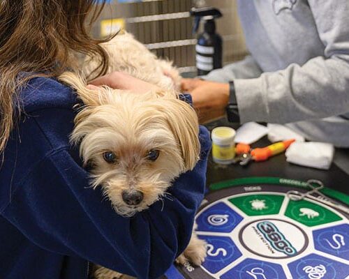 Oath Animal Hospital - PetDesk App Oath Animal Hospital - PetDesk App