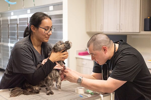 Oath Animal Hospital - Pet Vaccinations Oath Animal Hospital - Pet Vaccinations