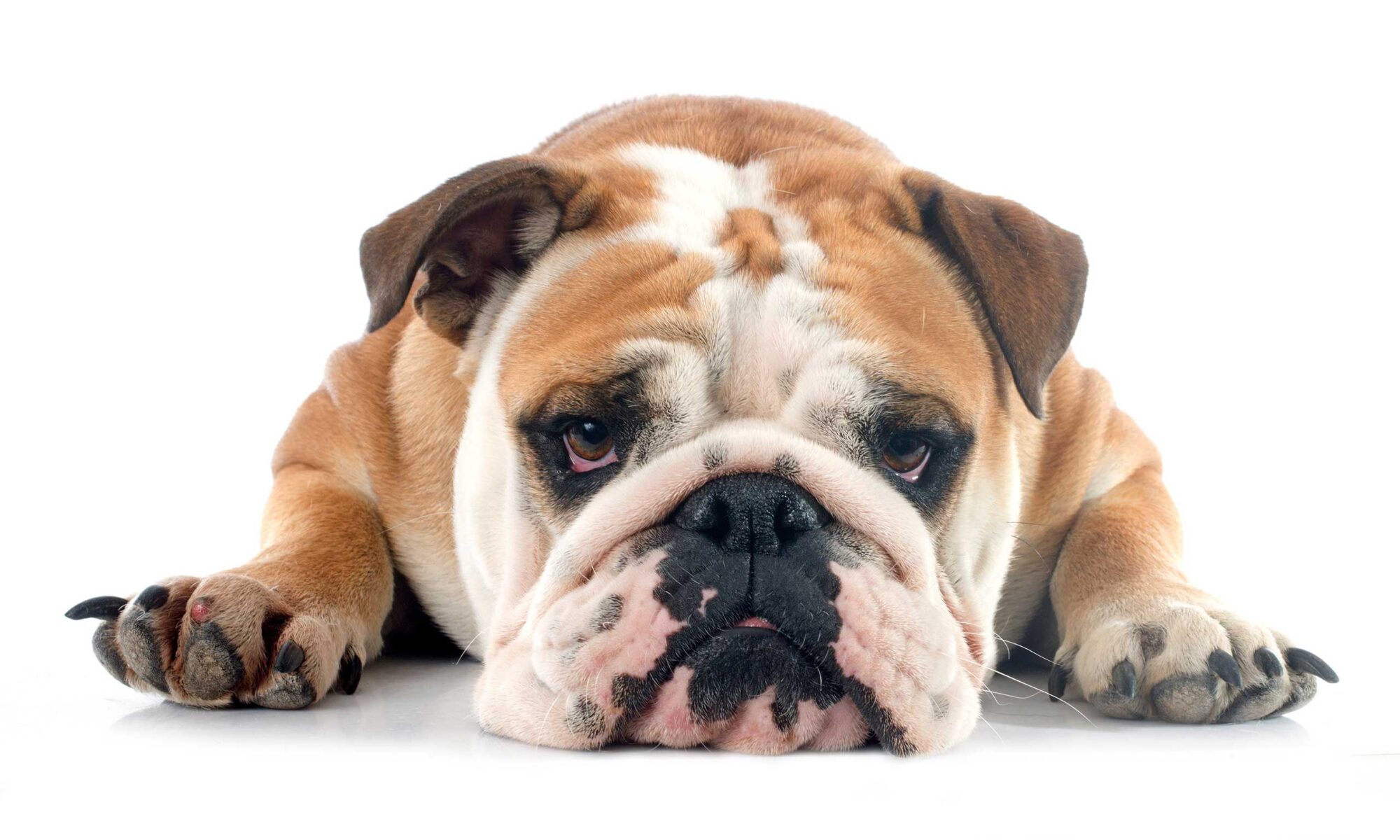 From Pyometra To Playful - A Success Story