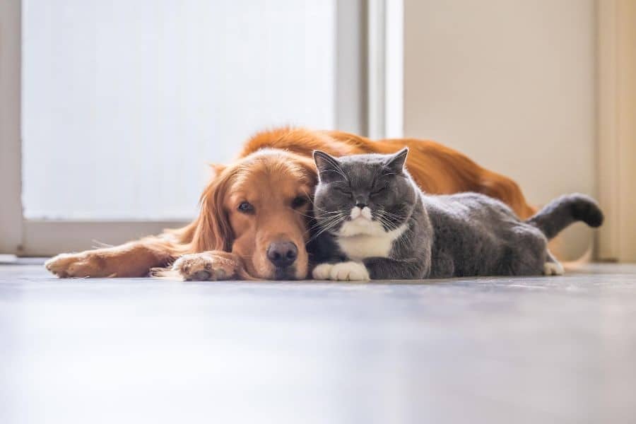 How Preventive Pet Care Helps Detect Health Changes Earlier