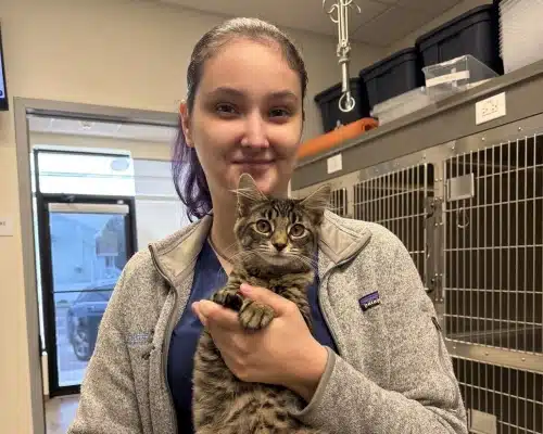 img-careers Veterinary staff member smiling while holding a tabby cat in front of kennels