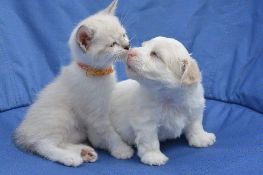 Puppy and Kitten