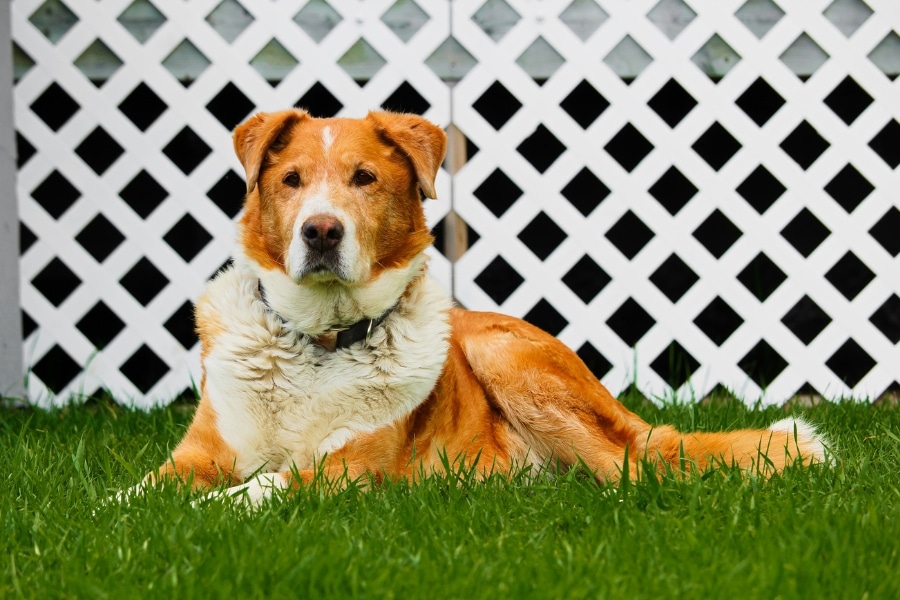 Signs of Aging in Dogs