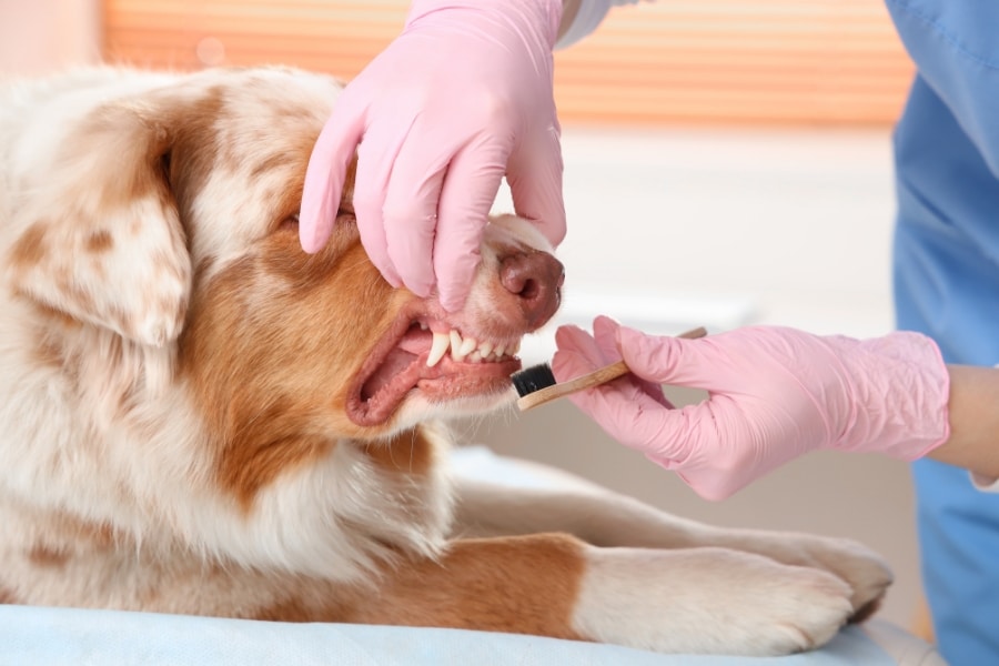 pet-dental-care-tips