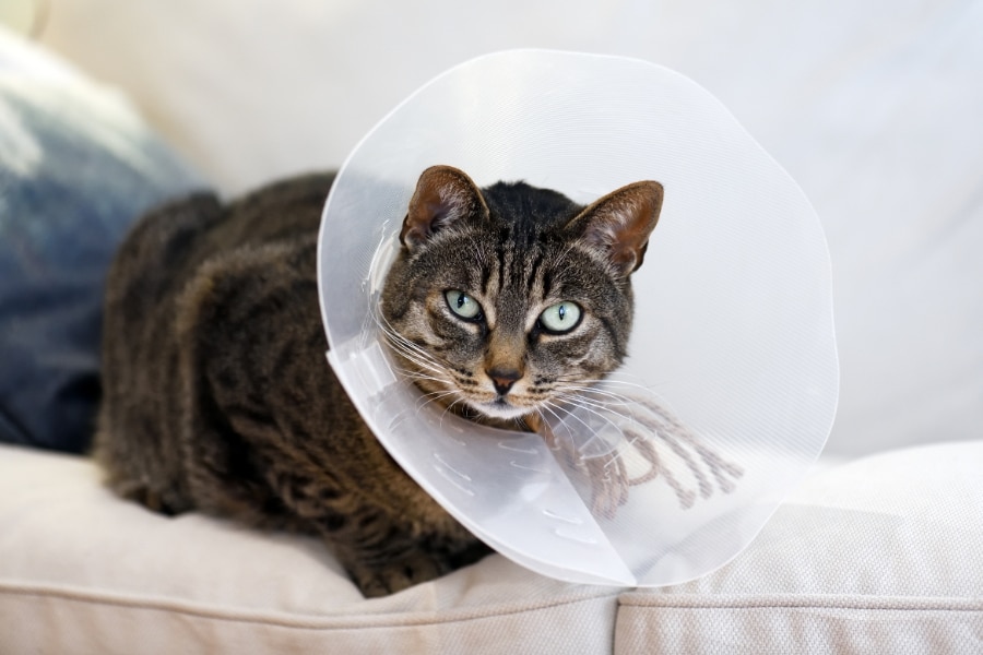 pet-surgery-recovery-east-meadow-ny