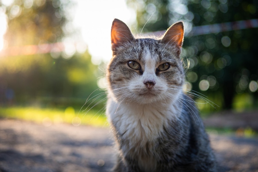 senior-pet-routine-health-changes