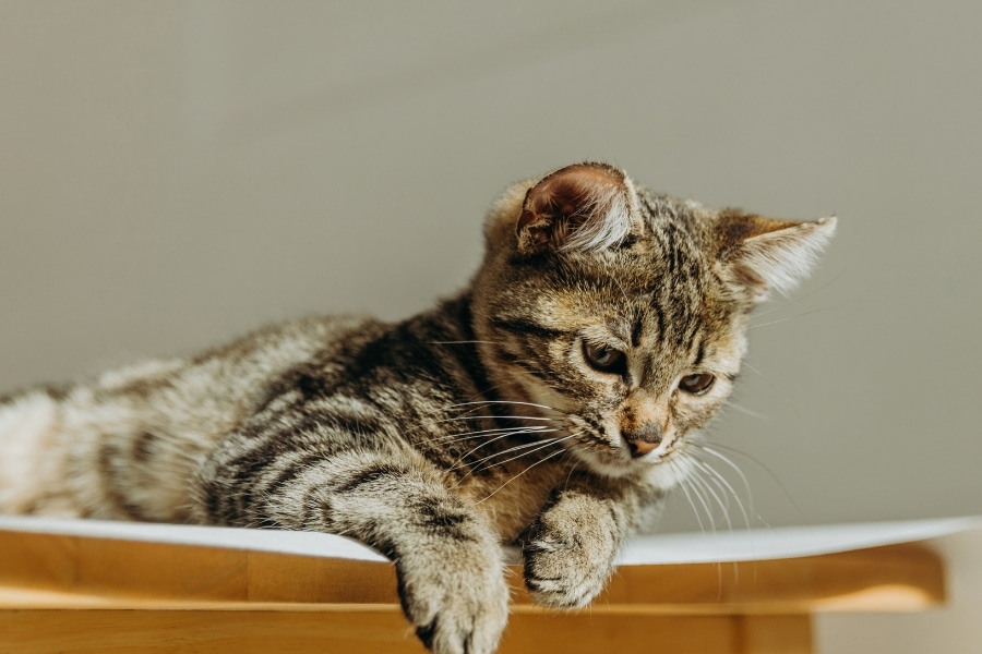 signs-pet-health-problem-getting-worse
